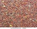 Giant Organic Red Mustard Seed