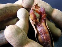 Tamarind Seeds