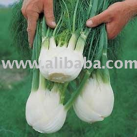 FENNEL