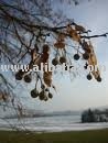 linden seeds