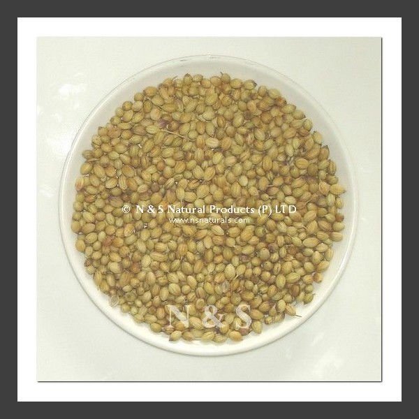 coriander