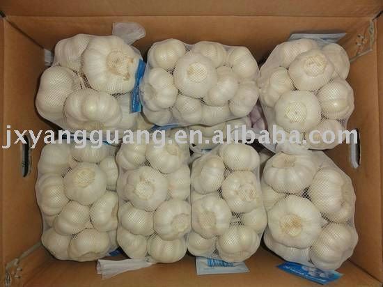 fresh pure white garlic in 500g mesh bag 10kg carton