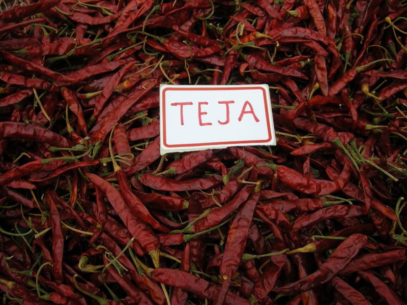  CHILLI ES  TEJA   ROUGE  WITH  STEM 