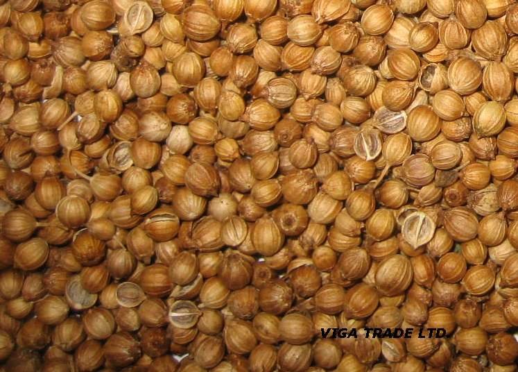 coriander