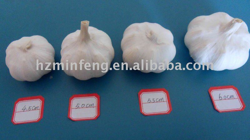2011  CROP NEW GARLIC JINXIANG