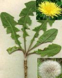  Taraxacum  Officinale Root and  Taraxacum  Officinale Leaf
