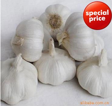 2011 China Garlic Price