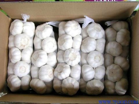 Pizhou Garlic(Xuzhou Qingshan Garlic)