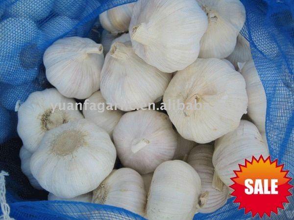 fresh china garlic in mesh bag package