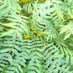 Senna leaves