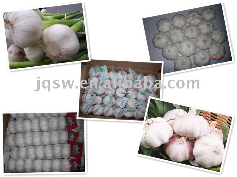  Fresh   Laiwu   Garlic 