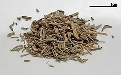 Thyme