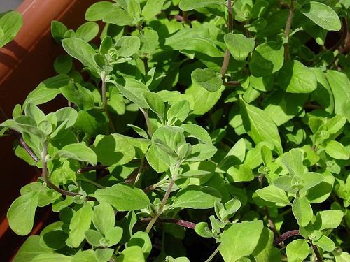 Green Margoram