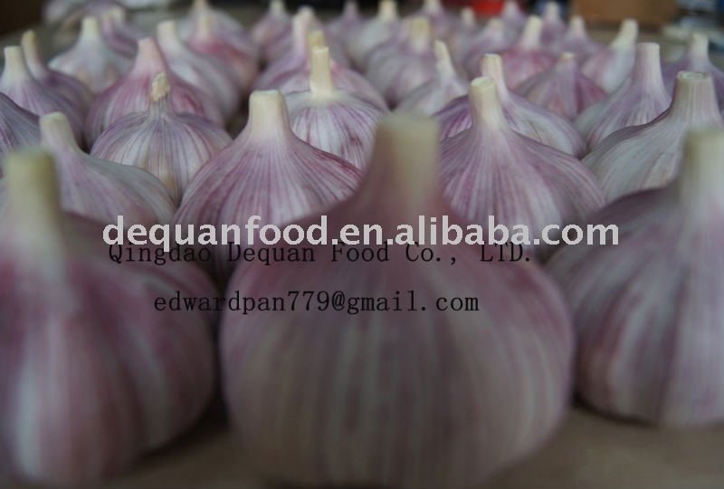 4.5cm-6.0cm normal white garlic 2011 crop