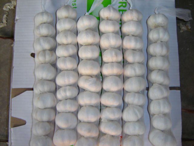small packed normal/pure white fresh garlic 9pcs/mesh bag