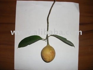 NUT MEG- Myristica fragransAND CLOVE-Syzygium aromaticum  VERY RARE  SEED S FOR  FARM ING