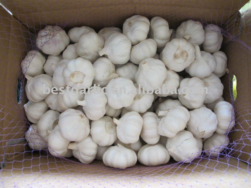 Jinxiang garlic 2011 crop
