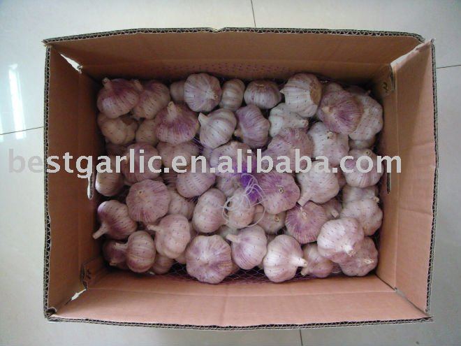 Regular white Garlic