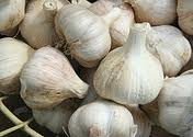 Bulk Garlic Whole Garlic Satikuwar Premium Quality Garlic