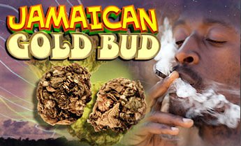 Jamaican Gold Bud