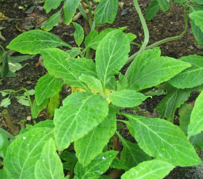 Salvia divin-orum