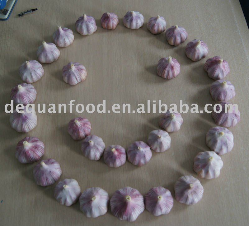 Jinxiang Red Garlic, 2011 New Crop