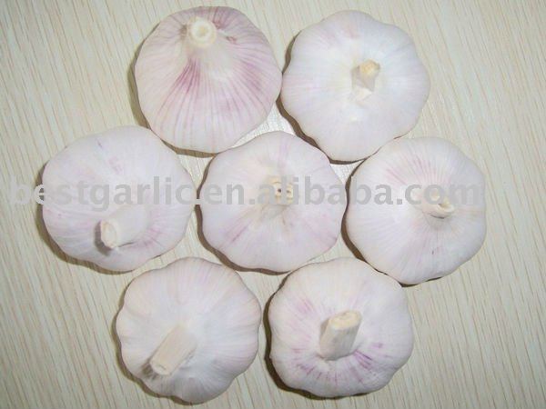 2011 Chinese fresh red garlic