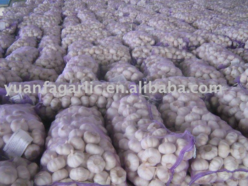 China Fresh Red Garlic in Mesh Bag Package, MOQ:1*20 FCL