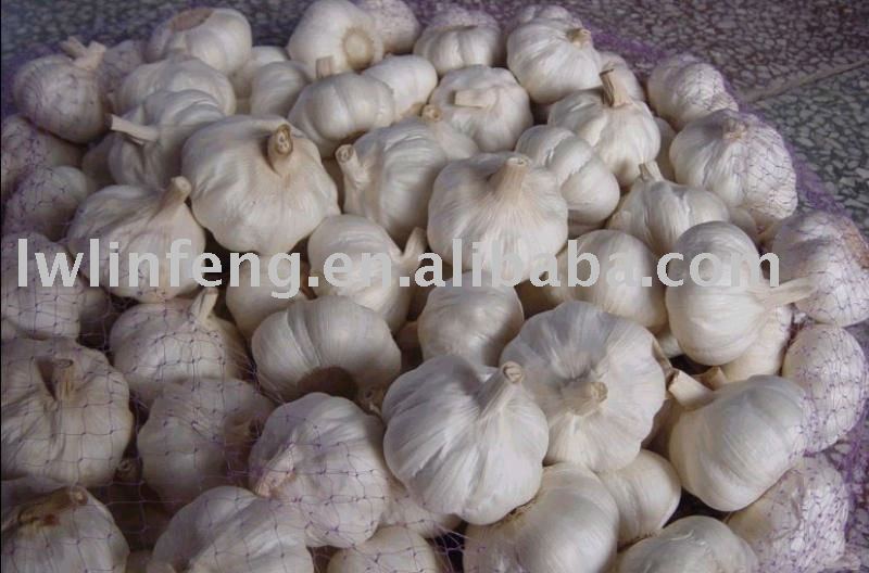 Jining garlic