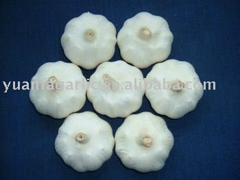 China Fresh Garlic in Carton Package, MOQ:1*20 FCL