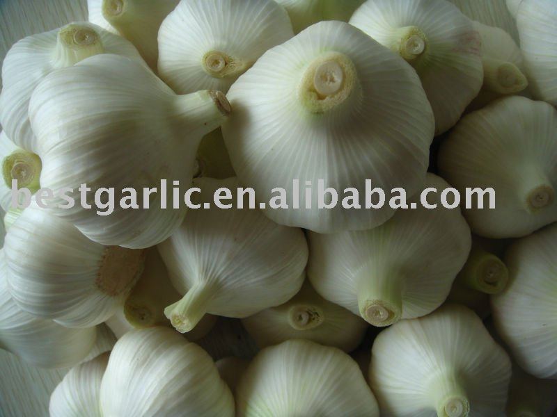 2011   crop   garlic  5.0cm
