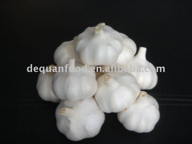 Pure white garlic crop 2011