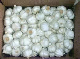 Tight Pure White Skin Garlic Normal White garlic Middle East Exports Quality Garlic