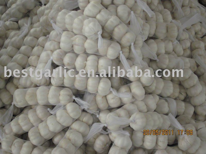 Fresh pure white garlic new crop