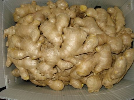 FRESH AND DRY GINGER FOR SALE