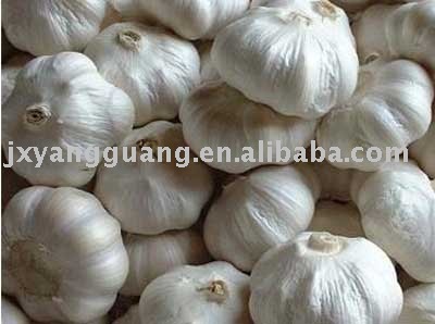 Chinese White Garlic(Low Price)