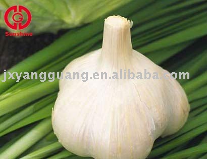 2011 new crop garlic