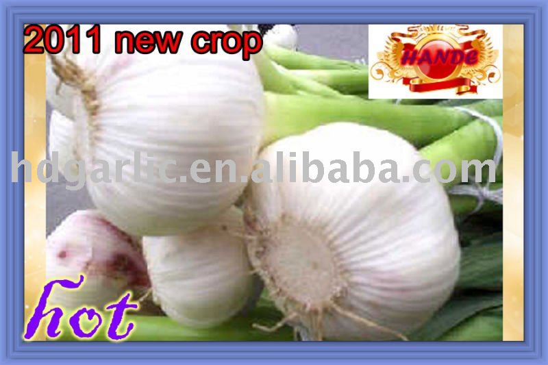 china 2011 new garlic with best price