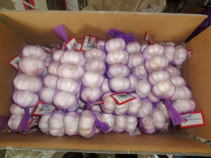 FRESH GARLIC
