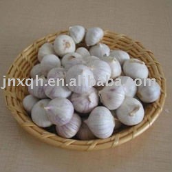 puple garlic