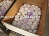 fresh garlic supplier and price