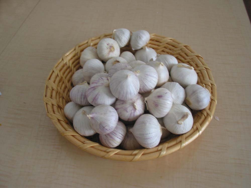  regular   white   garlic 
