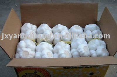 Hot!!!  2011 new season pure white garlic