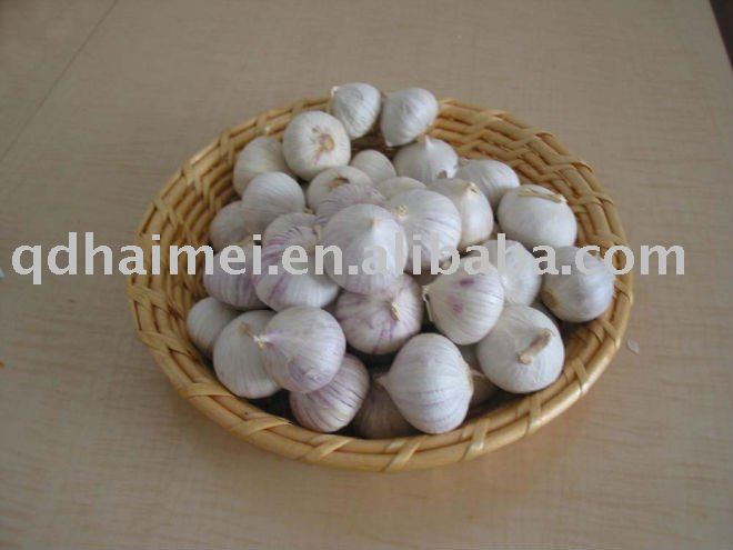  fresh   garlic   producers 