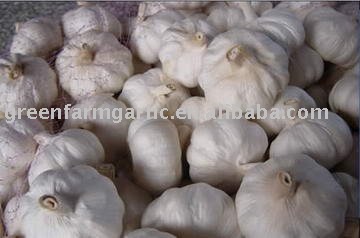 2011 New Crop Pure White/Normal White Garlic in Competitive Price