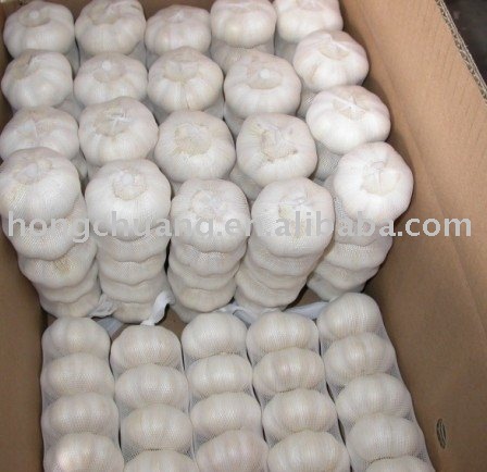 Shandong garlics