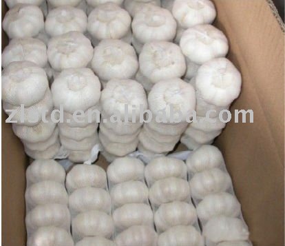 Fresh White Gralic