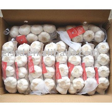 Chinese Fresh White Gralic
