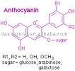 Anthocyanin--   Provide long-term