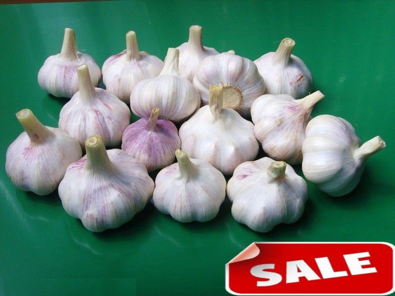 China Garlic in Small Package